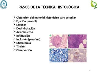 69
 Obtención del material histológico para estudiar
 Fijación (formol)
 Lavados
 Deshidratación
 Aclaramiento
 Infiltración
 Inclusión (paraﬁna)
 Microtomía
 Tinción
 Observación
PASOS DE LA TÉCNICA HISTOLÓGICA
 