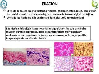 71
 El tejido se coloca en una sustancia fijadora, generalmente líquida, para evitar
los cambios postmortem y para lograr conservar la forma original del tejido.
 Unos de los fijadores más usado es el formol al 10% (formaldehido)
FIJACIÓN
Las técnicas histológicas postvitales son aquellas en las que las células
mueren durante el proceso, pero las características morfológicas y
moleculares que poseían en estado vivo se conservan lo mejor posible,
lo que depende del tipo de técnica.
 