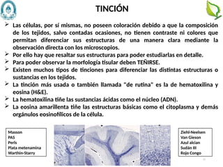 75
 Las células, por sí mismas, no poseen coloración debido a que la composición
de los tejidos, salvo contadas ocasiones, no tienen contraste ni colores que
permitan diferenciar sus estructuras de una manera clara mediante la
observación directa con los microscopios.
 Por ello hay que resaltar sus estructuras para poder estudiarlas en detalle.
 Para poder observar la morfología tisular deben TEÑIRSE.
 Existen muchos tipos de tinciones para diferenciar las distintas estructuras o
sustancias en los tejidos.
 La tinción más usada o también llamada "de rutina" es la de hematoxilina y
eosina (H&E).
 La hematoxilina tiñe las sustancias ácidas como el núcleo (ADN).
 La eosina amarillenta tiñe las estructuras básicas como el citoplasma y demás
orgánulos eosinofílicos de la célula.
TINCIÓN
Masson
PAS
Perls
Plata metenamina
Warthin-Starry
Ziehl-Neelsen
Van Gieson
Azul alcian
Sudán III
Rojo Congo
 
