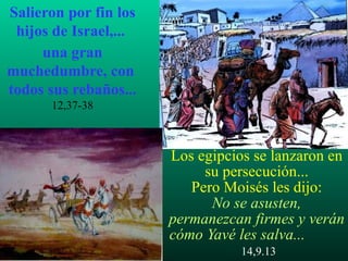 Los egipcios se lanzaron en su persecución... Pero Moisés les dijo: No se asusten, permanezcan firmes y verán cómo Yavé les salva...   14,9.13 Salieron por fin los hijos de Israel,...  una gran muchedumbre, con  todos sus rebaños...   12,37-38 