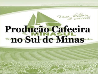 Produção Cafeeira no Sul de Minas 