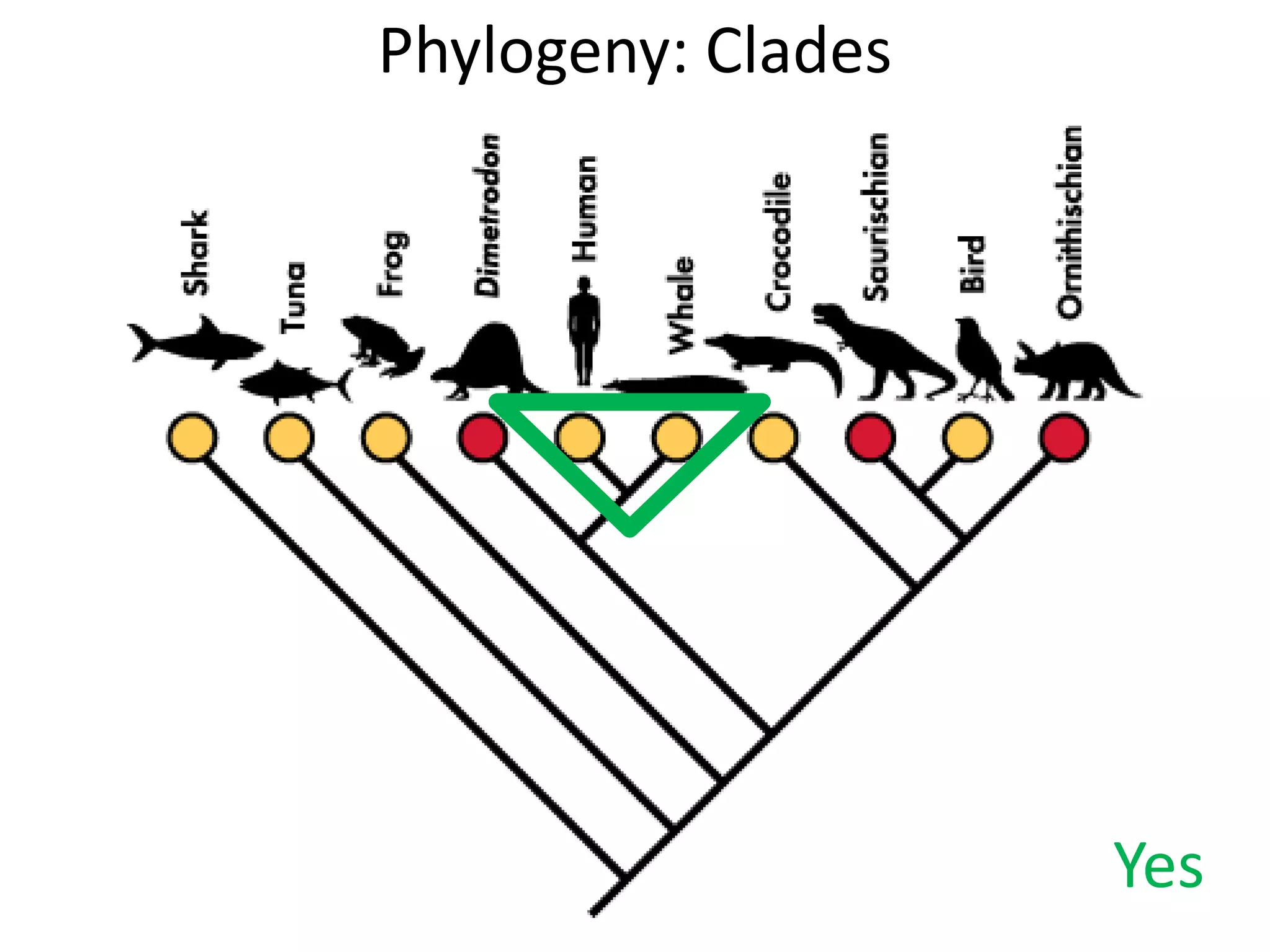 Phylogeny: Clades
Yes
 