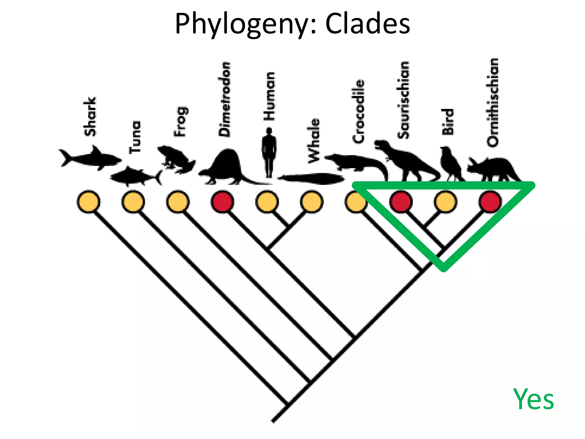 Phylogeny: Clades
Yes
 