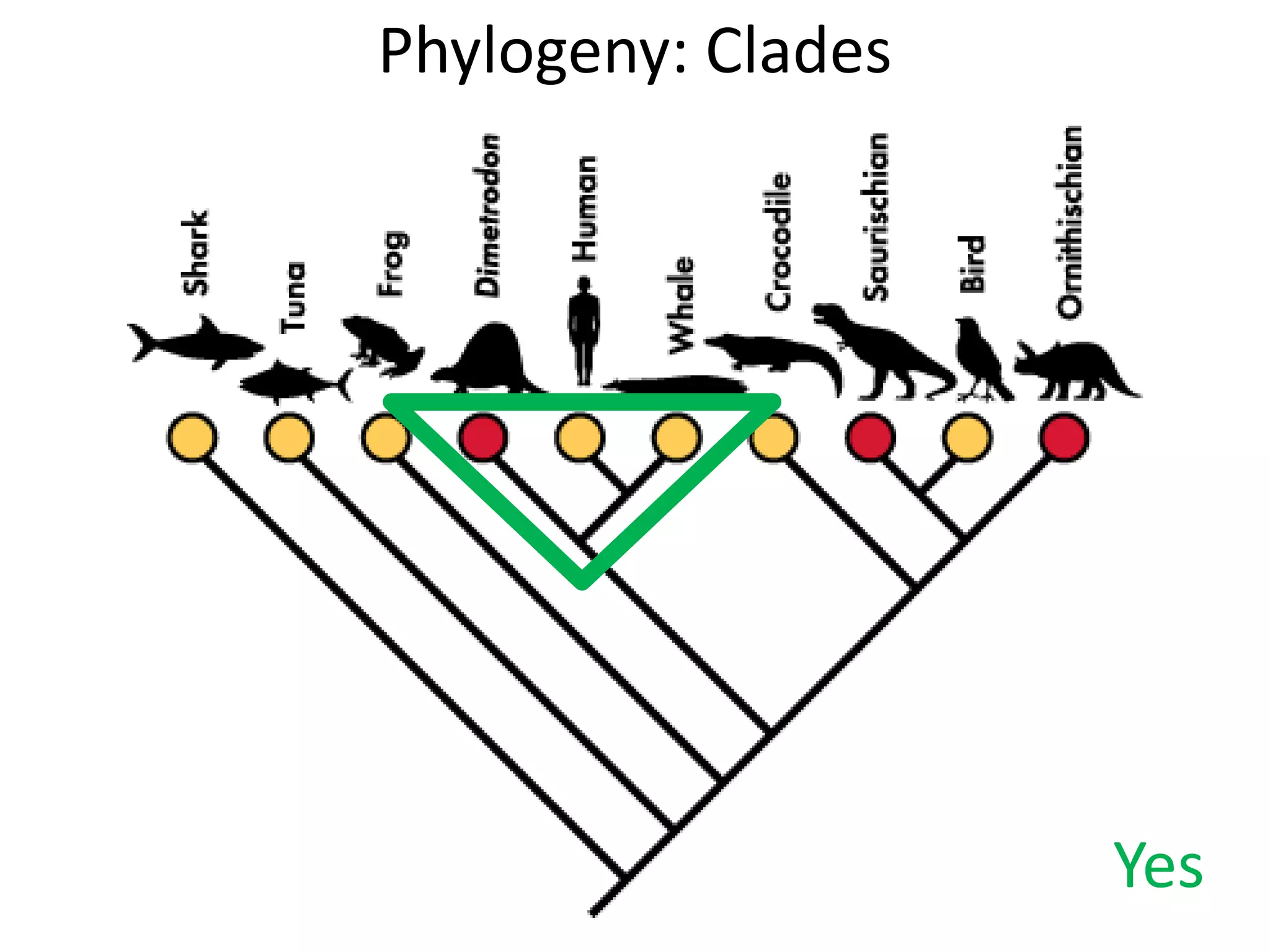 Phylogeny: Clades
Yes
 