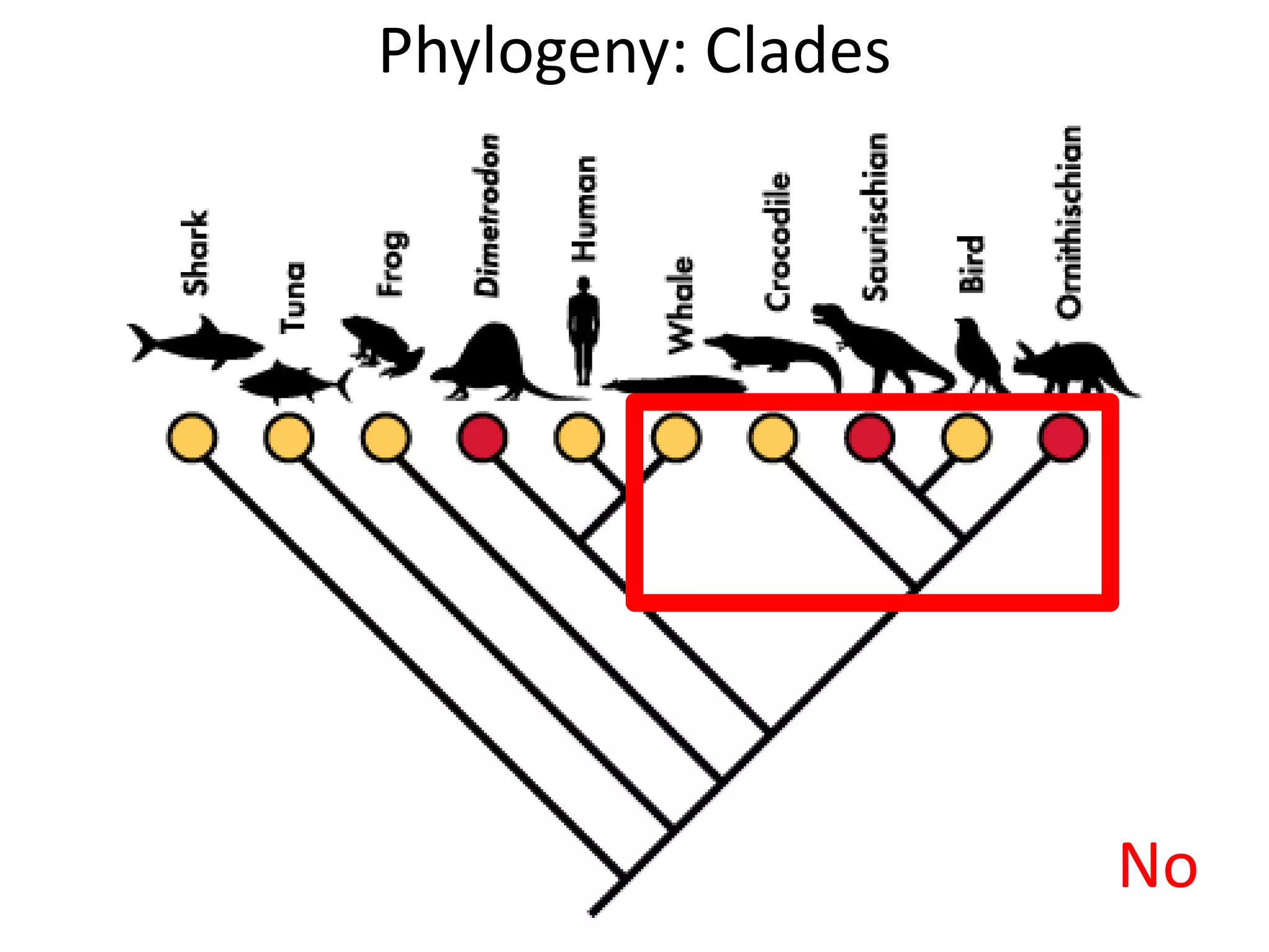 Phylogeny: Clades
No
 
