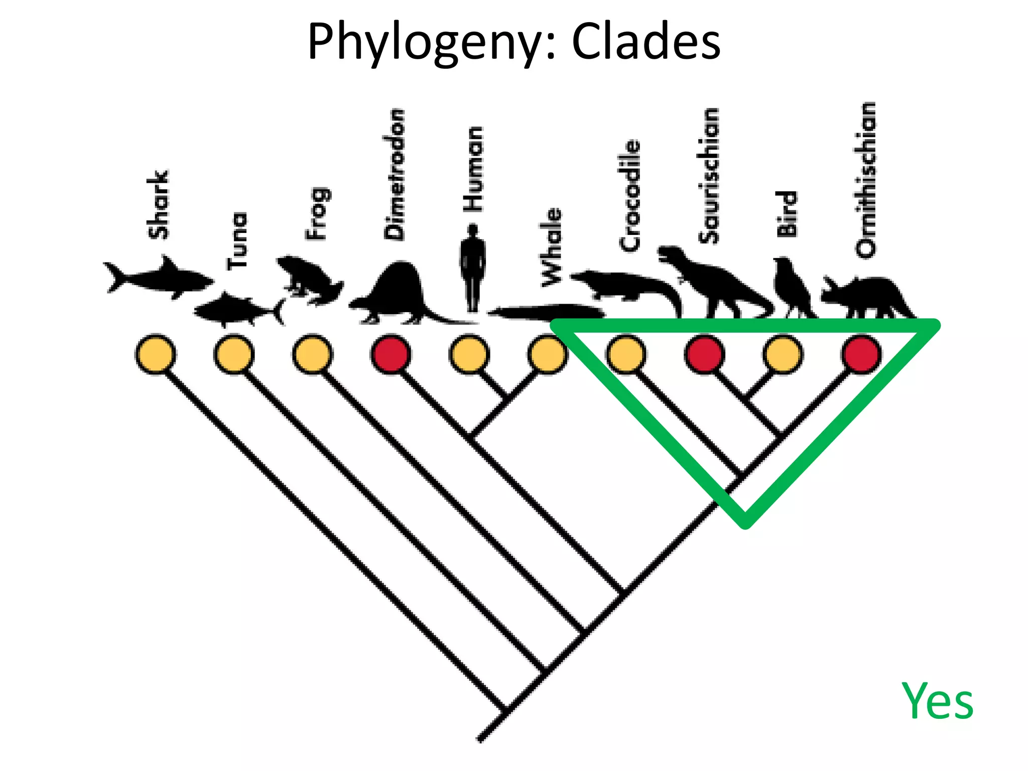 Phylogeny: Clades
Yes
 