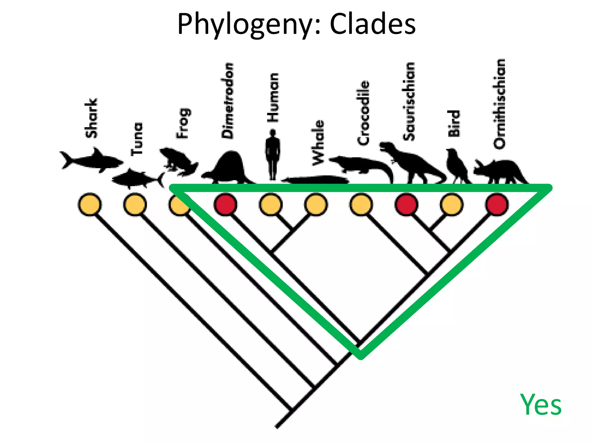 Phylogeny: Clades
Yes
 