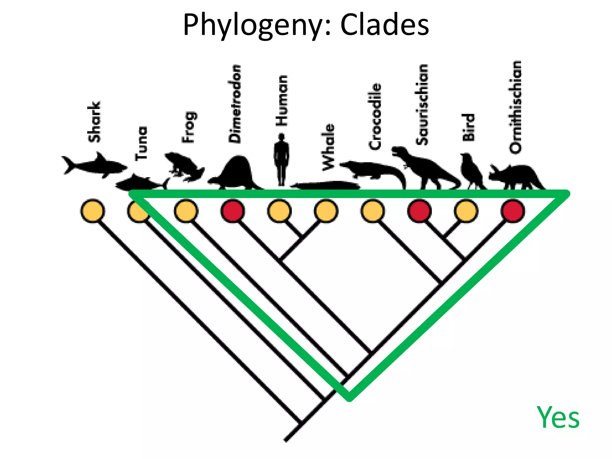 Phylogeny: Clades
Yes
 