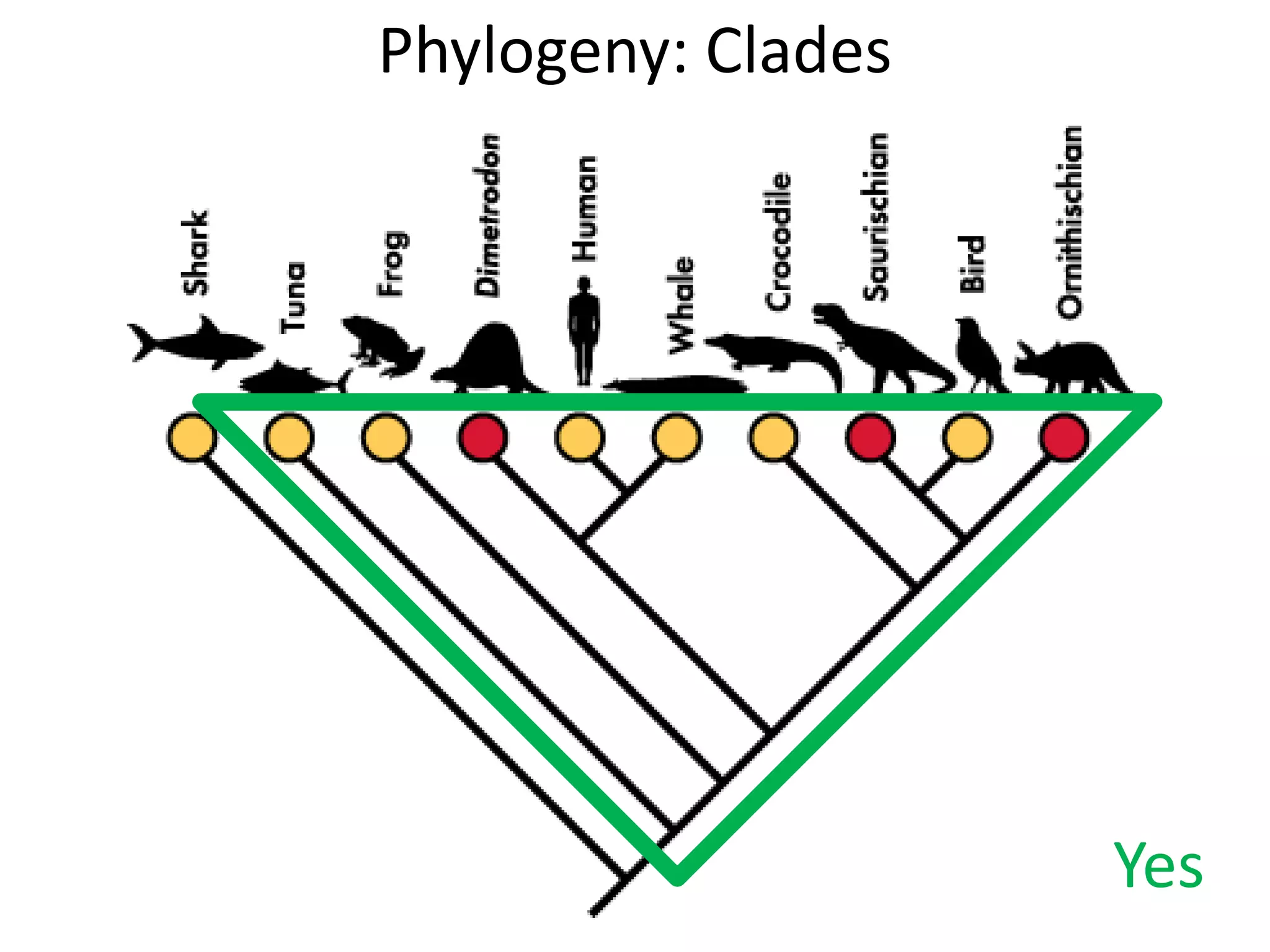 Phylogeny: Clades
Yes
 