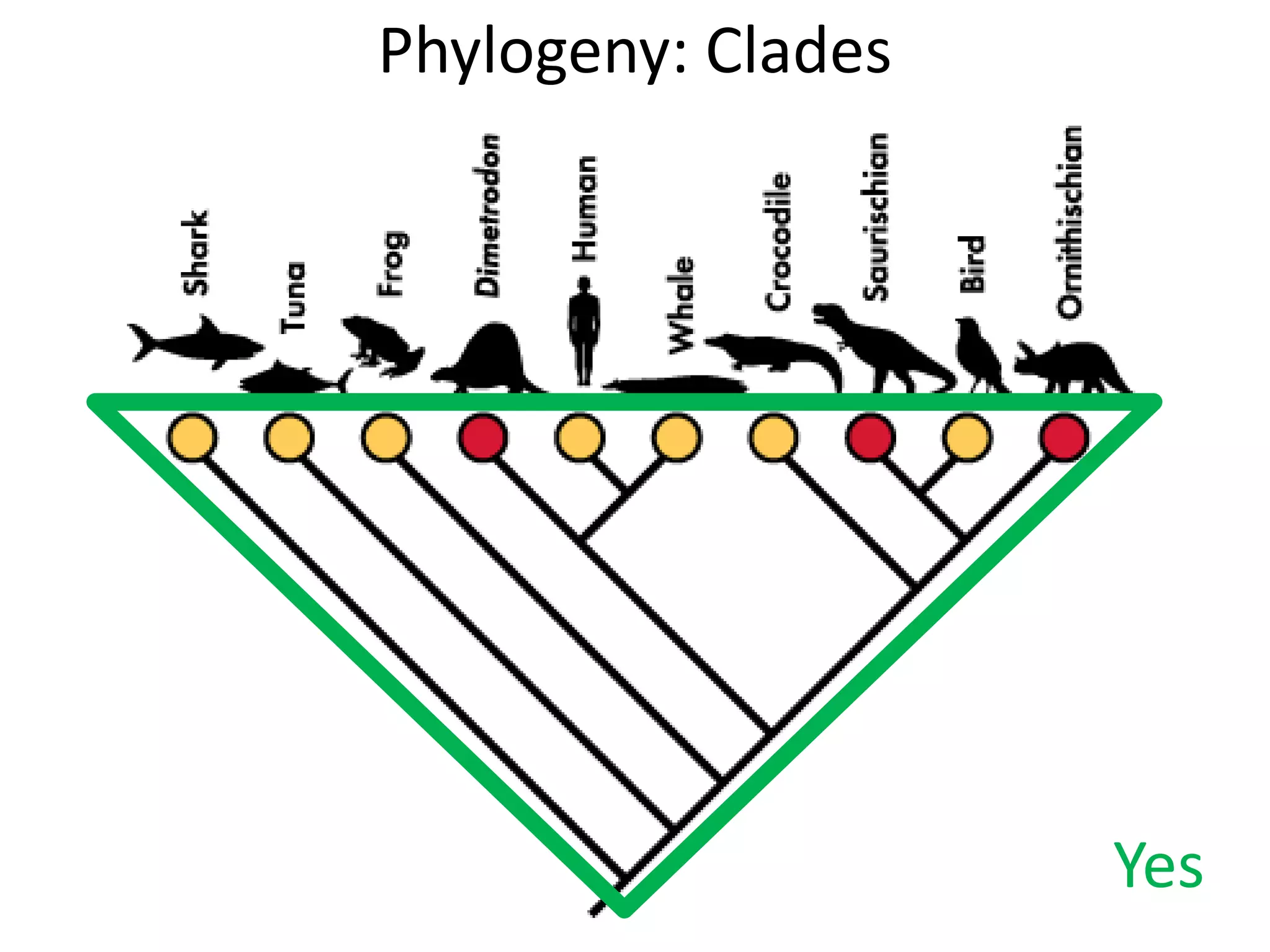 Phylogeny: Clades
Yes
 