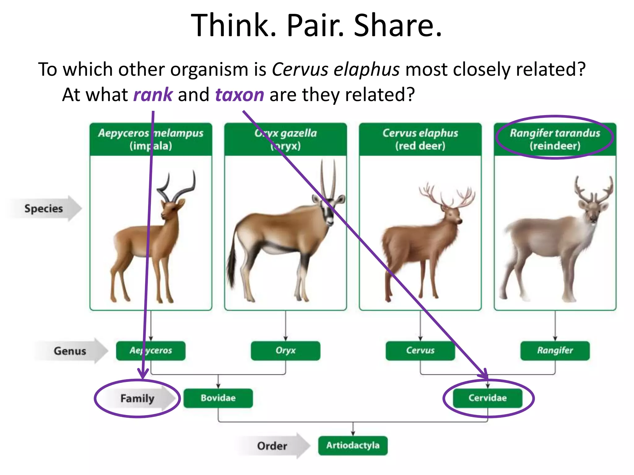 To which other organism is Cervus elaphus most closely related?
At what rank and taxon are they related?
Think. Pair. Share.
 