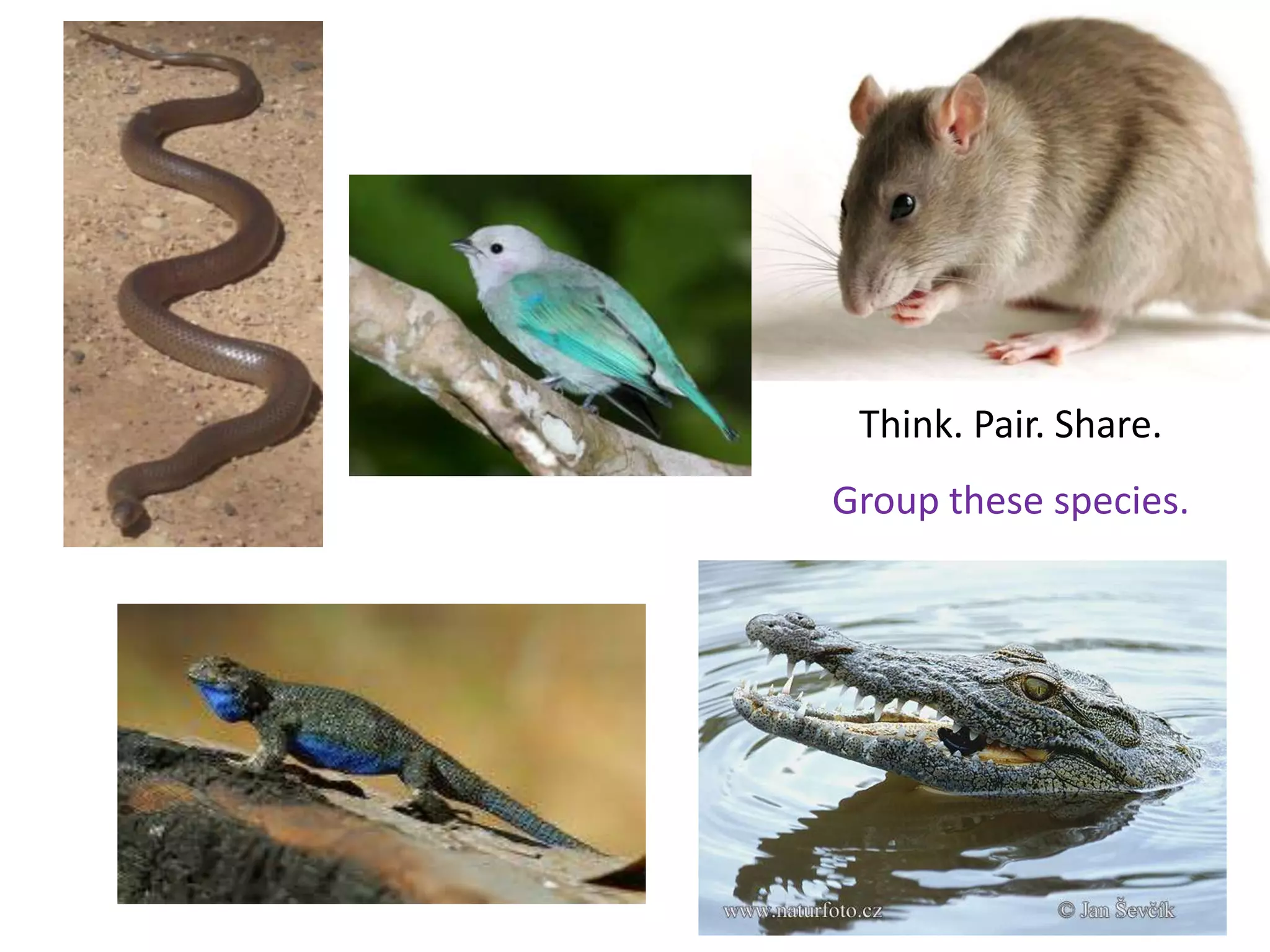 Think. Pair. Share.
Group these species.
 