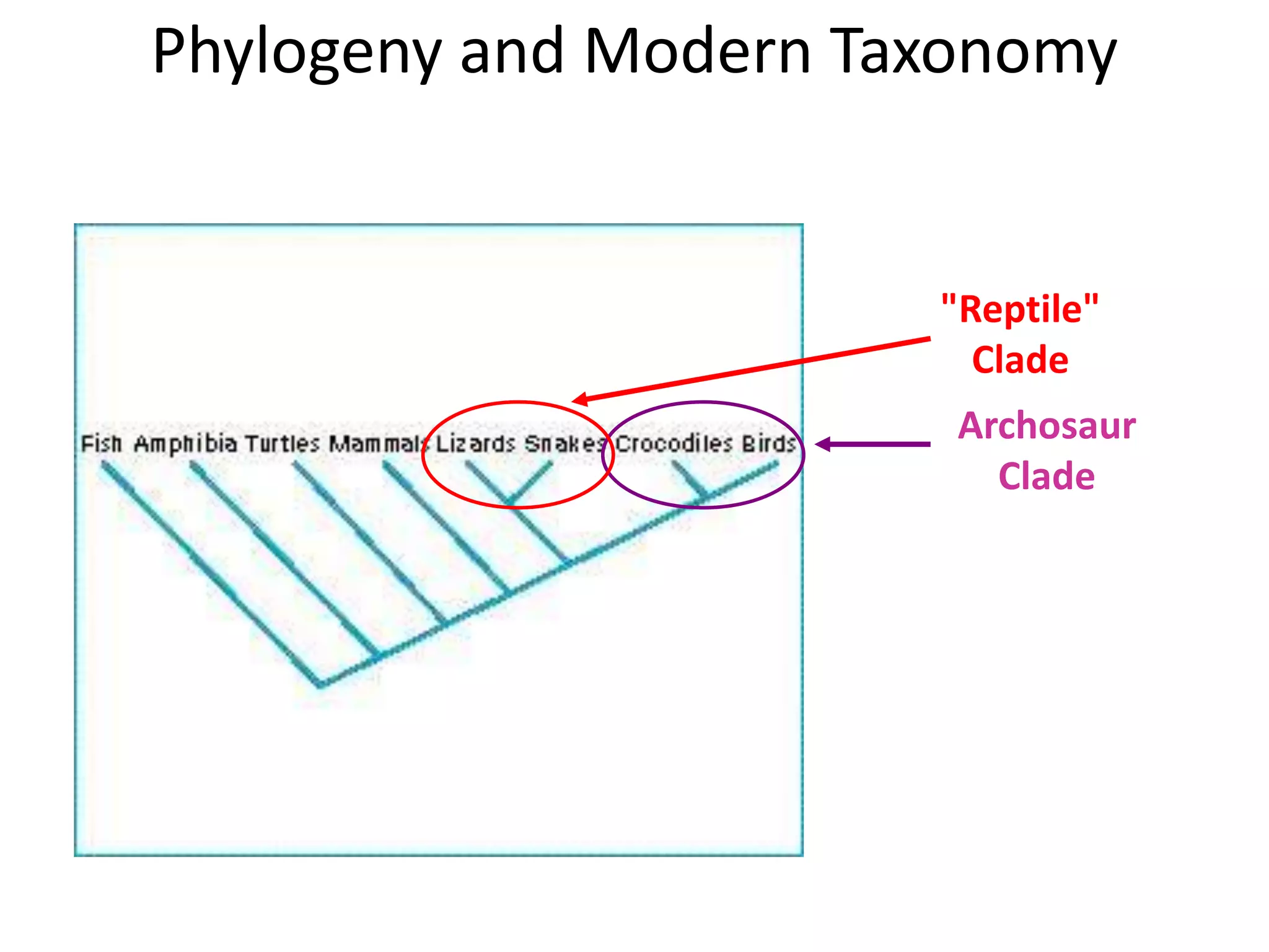 "Reptile"
Clade
Archosaur
Clade
Phylogeny and Modern Taxonomy
 
