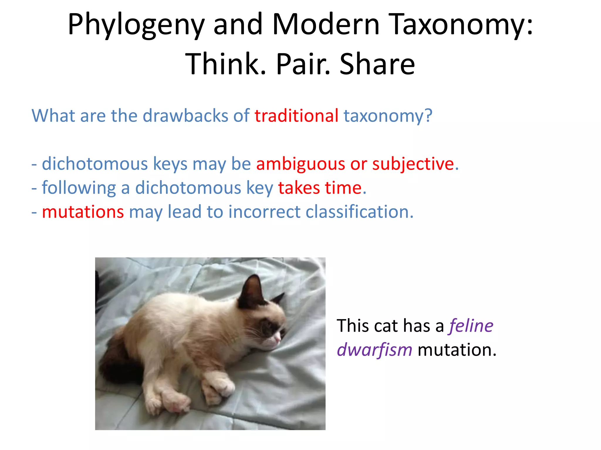 Phylogeny and Modern Taxonomy:
Think. Pair. Share
What are the drawbacks of traditional taxonomy?
- dichotomous keys may be ambiguous or subjective.
- following a dichotomous key takes time.
- mutations may lead to incorrect classification.
This cat has a feline
dwarfism mutation.
 