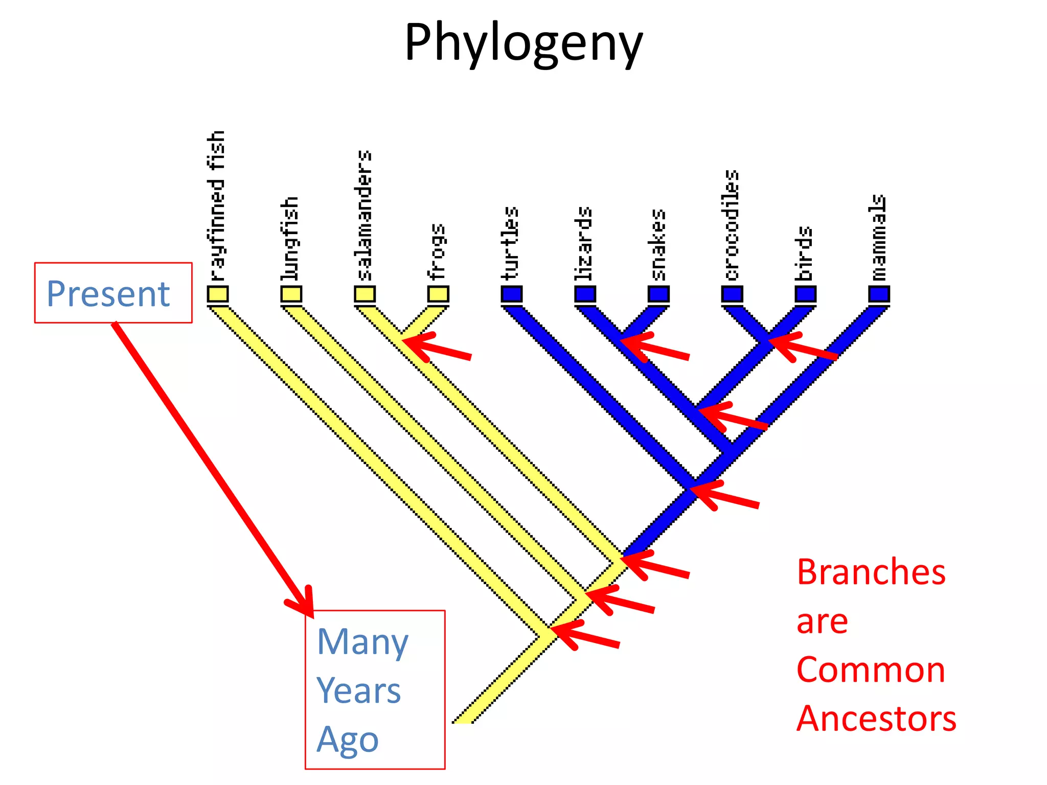 Phylogeny
Many
Years
Ago
Present
Branches
are
Common
Ancestors
 