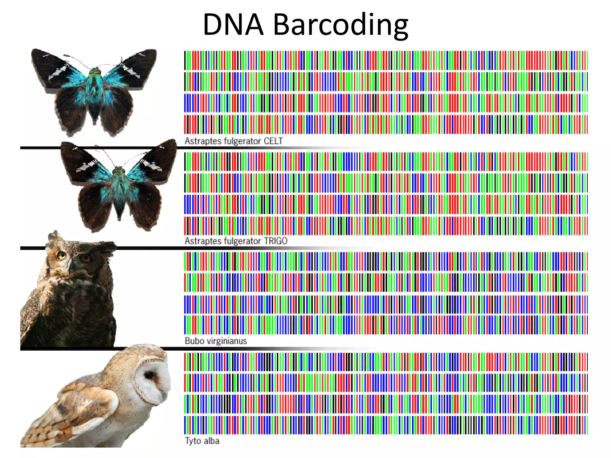 DNA Barcoding
 
