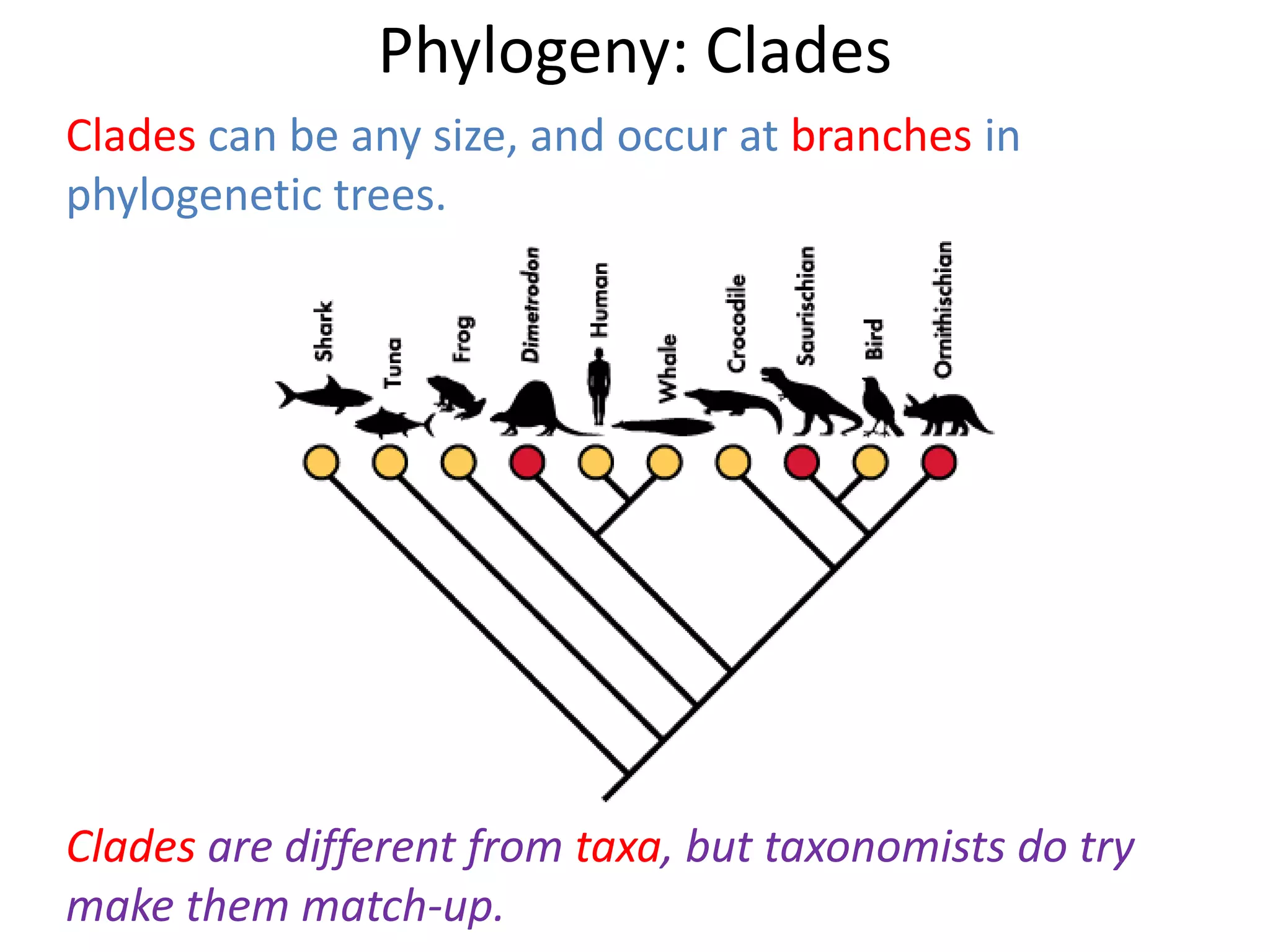 Phylogeny: Clades
Clades can be any size, and occur at branches in
phylogenetic trees.
Clades are different from taxa, but taxonomists do try
make them match-up.
 