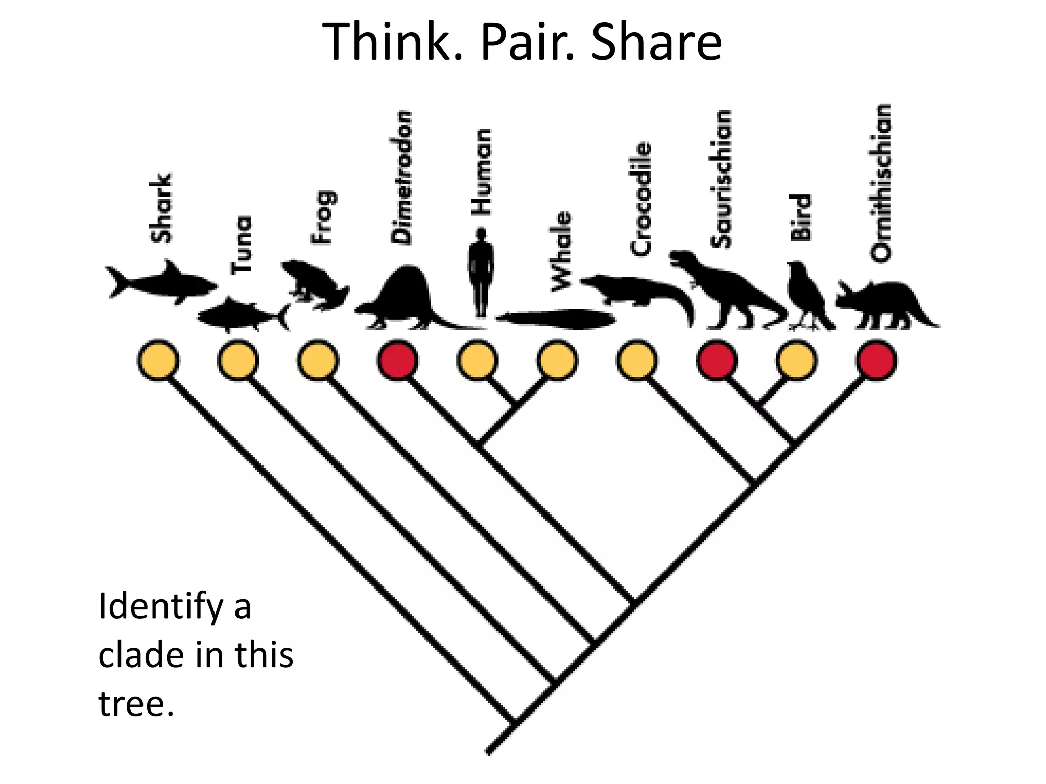 Think. Pair. Share
Identify a
clade in this
tree.
 