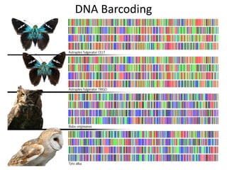 05 phylogeny modern taxonomy | PPTX