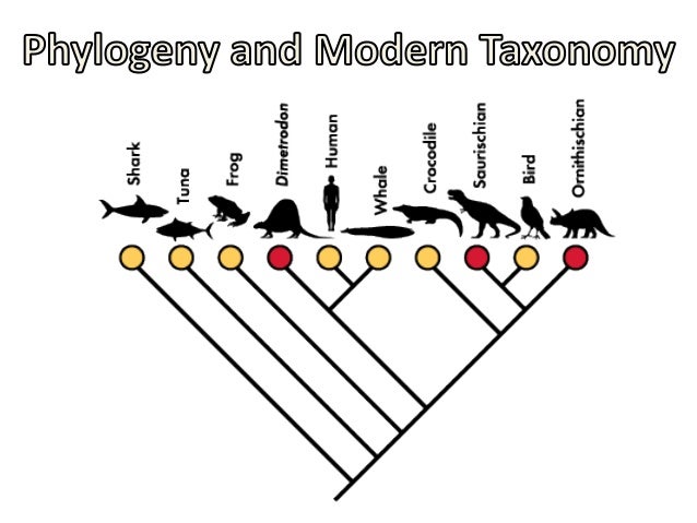 differentiate between taxonomy and phylogenetics