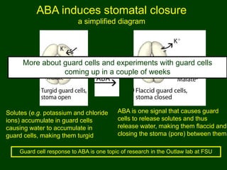 05 plant-growth-hormones | PPT