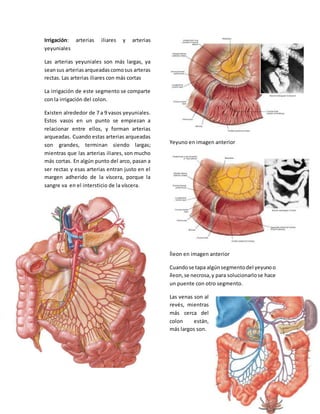 Irrigación: arterias iliares y arterias 
yeyuniales 
Las arterias yeyuniales son más largas, ya 
sean sus arterias arqueadas como sus arteras 
rectas. Las arterias iliares con más cortas 
La irrigación de este segmento se comparte 
con la irrigación del colon. 
Existen alrededor de 7 a 9 vasos yeyuniales. 
Estos vasos en un punto se empiezan a 
relacionar entre ellos, y forman arterias 
arqueadas. Cuando estas arterias arqueadas 
son grandes, terminan siendo largas; 
mientras que las arterias iliares, son mucho 
más cortas. En algún punto del arco, pasan a 
ser rectas y esas arterias entran justo en el 
margen adherido de la víscera, porque la 
sangre va en el intersticio de la víscera. 
Yeyuno en imagen anterior 
Íleon en imagen anterior 
Cuando se tapa algún segmento del yeyuno o 
íleon, se necrosa, y para solucionarlo se hace 
un puente con otro segmento. 
Las venas son al 
revés, mientras 
más cerca del 
colon están, 
más largos son. 
 
