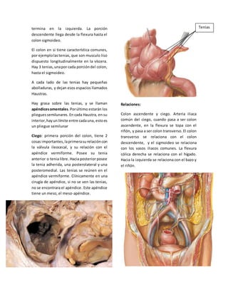 termina en la izquierda. La porción 
descendente llega desde la flexura hasta el 
colon sigmoideo. 
El colon en si tiene característica comunes, 
por ejemplo las tenias, que son musculo liso 
dispuesto longitudinalmente en la víscera. 
Hay 3 tenias, una por cada porción del colon, 
hasta el sigmoideo. 
A cada lado de las tenias hay pequeñas 
abolladuras, y dejan esos espacios llamados 
Haustras. 
Hay grasa sobre las tenias, y se llaman 
apéndices omentales. Por último estarán los 
pliegues semilunares. En cada Haustra, en su 
interior, hay un límite entre cada una, esto es 
un pliegue semilunar 
Ciego: primera porción del colon, tiene 2 
cosas importantes, la primera su relación con 
la válvula ileocecal, y su relación con el 
apéndice vermiforme. Posee su tenia 
anterior o tenia libre. Hacia posterior posee 
la tenia adherida, una posterolateral y una 
posteromedial. Las tenias se reúnen en el 
apéndice vermiforme. Clínicamente en una 
cirugía de apéndice, si no se ven las tenias, 
no se encontrara el apéndice. Este apéndice 
tiene un meso, el meso-apéndice. 
Relaciones: 
Colon ascendente y ciego. Arteria iliaca 
común del ciego, cuando pasa a ser colon 
ascendente, en la flexura se topa con el 
riñón, y pasa a ser colon transverso. El colon 
transverso se relaciona con el colon 
descendente, y el sigmoideo se relaciona 
con los vasos iliacos comunes. La flexura 
cólica derecha se relaciona con el hígado. 
Hacia la izquierda se relaciona con el bazo y 
el riñón. 
Tenias 
 