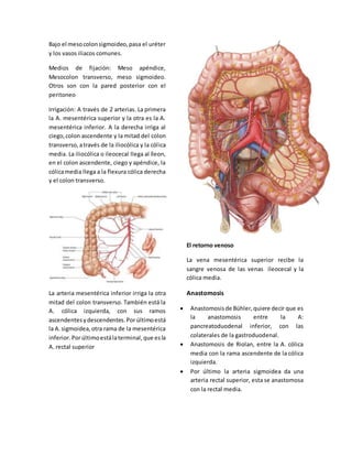Bajo el meso colon sigmoideo, pasa el uréter 
y los vasos iliacos comunes. 
Medios de fijación: Meso apéndice, 
Mesocolon transverso, meso sigmoideo. 
Otros son con la pared posterior con el 
peritoneo 
Irrigación: A través de 2 arterias. La primera 
la A. mesentérica superior y la otra es la A. 
mesentérica inferior. A la derecha irriga al 
ciego, colon ascendente y la mitad del colon 
transverso, a través de la iliocólica y la cólica 
media. La iliocólica o ileocecal llega al íleon, 
en el colon ascendente, ciego y apéndice, la 
cólica media llega a la flexura cólica derecha 
y el colon transverso. 
La arteria mesentérica inferior irriga la otra 
mitad del colon transverso. También está la 
A. cólica izquierda, con sus ramos 
ascendentes y descendentes. Por último está 
la A. sigmoidea, otra rama de la mesentérica 
inferior. Por último está la terminal, que es la 
A. rectal superior 
El retorno venoso 
La vena mesentérica superior recibe la 
sangre venosa de las venas ileocecal y la 
cólica media. 
Anastomosis 
 Anastomosis de Bühler, quiere decir que es 
la anastomosis entre la A: 
pancreatoduodenal inferior, con las 
colaterales de la gastroduodenal. 
 Anastomosis de Riolan, entre la A. cólica 
media con la rama ascendente de la cólica 
izquierda. 
 Por último la arteria sigmoidea da una 
arteria rectal superior, esta se anastomosa 
con la rectal media. 
 