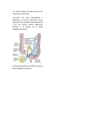 Los nodos linfáticos de aquí drenan en los 
mesentéricos inferiores. 
Inervación del colon descendente y 
sigmoideo, se inerva a través del S. sacro. 
Estas porciones tan bajas vienen desde S2, S3 
y S4, que forman nervios esplácnicos 
pélvicos, y se reúnen con el plexo 
hipogástrico superior. 
El colon descendente en su SNPP se da por el 
plexo hipogástrico superior. 
