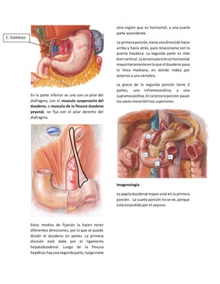 En la parte inferior se une con un pilar del 
diafragma, con el musculo suspensorio del 
duodeno, o musculo de la flexura duodeno 
yeyunal, se fija con el pilar derecho del 
diafragma. 
Estos medios de fijación la hacen tener 
diferentes direcciones, por lo que se puede 
dividir el duodeno en partes. La primera 
división está dada por el ligamento 
hepatoduodenal. Luego de la flexura 
hepática, hay una segunda parte, luego viene 
otra región que es horizontal, y una cuarta 
parte ascendente. 
La primera porción, tiene una dirección hacia 
arriba y hacia atrás, para relacionarse con la 
puerta hepática. La segunda parte es más 
bien vertical. La tercera porción es horizontal 
mayoritariamente en la que el duodeno pasa 
la línea mediana, en donde rodea por 
anterior a una vértebra. 
La gracia de la segunda porción tiene 2 
partes, una inframesocólica, y una 
supramesocólica. En la tercera porción pasan 
los vasos mesentéricos superiores. 
Imagenología 
La papila duodenal mayor está en la primera 
porción. La cuarta porción no se ve, porque 
está escondido por el yeyuno. 
C. Colédoco 
 