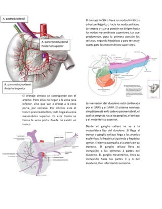 El drenaje venoso se corresponde con el 
arterial. Pero ellas no llegan a la vena cava 
inferior, sino que van a drenar a la vena 
porta, por cercanía. Por inferior esta el 
tronco prancreatocólico, todo llega a la vena 
mesentérica superior. En este tronco se 
forma la vena porta. Puede no existir un 
tronco. 
El drenaje linfático lleva sus nodos linfáticos 
o hacia el hígado, o hacia los nodos celiacos. 
La tercera y cuarta porción se dirigen hacia 
los nodos mesentéricos superiores. Los que 
predominan, para la primera porción los 
celiacos, segunda hepáticos y para tercera y 
cuarta para los mesentéricos superiores. 
La inervación del duodeno está controlada 
por el SNPS y el SNPP. El sistema nervioso 
simpático está en la cadena paravertebral, el 
cual se proyecta hacia los ganglios, el celiaco 
y el mesentérico superior. 
Desde el ganglio celiaco se va a la 
musculatura lisa del duodeno. Si llega al 
tronco o ganglio celiaco llega a las arterias 
esplénicas, la hepática izquierda y hepática 
común. El nervio acompaña a la arteria en su 
trayecto. El ganglio celiaco lleva su 
inervación a las primeras 2 partes del 
duodeno. EL ganglio mesentérico, lleva su 
inervación hacia las partes 3 y 4 del 
duodeno. Dan información sensorial. 
A. gastroduodenal 
A. pancreatoduodenal 
Anterior superior 
A. pancreatoduodenal 
Posterior superior 
 