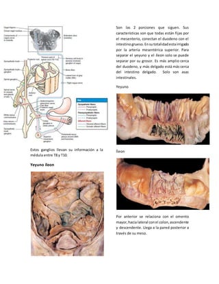 Estos ganglios llevan su información a la 
médula entre T8 y T10. 
Yeyuno íleon 
Son las 2 porciones que siguen. Sus 
características son que todas están fijas por 
el mesenterio, conectan el duodeno con el 
intestino grueso. En su totalidad esta irrigado 
por la arteria mesentérica superior. Para 
separar el yeyuno y el íleon solo se puede 
separar por su grosor. Es más amplio cerca 
del duodeno, y más delgado está más cerca 
del intestino delgado. Solo son asas 
intestinales. 
Yeyuno 
Íleon 
Por anterior se relaciona con el omento 
mayor, hacia lateral con el colon, ascendente 
y descendente. Llega a la pared posterior a 
través de su meso. 
 