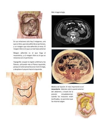 En sus relaciones solo hay 2 márgenes, uno 
que es libre, que esta adherido al peritoneo, 
y un margen que esta adherido al meso. El 
margen libre es lo que va más hacia anterior 
Margen adherido es el que llega al 
mesenterio, y el margen libre es el que se 
relaciona con el peritoneo. 
Topografía: ocupan la región umbilical y los 
flancos, utilizando más el flanco izquierdo, 
porque el colon presenta a ese nivel el ciego, 
y desplaza el yeyuno hacia la izquierda. 
Más Imagenología. 
Medios de fijación: El más importante es el 
mesenterio. Además está la pared anterior 
del abdomen, a través de la 
presión intraabdominal, 
cuando los músculos están 
tonificados, no permiten que 
las vísceras salgan. 
 