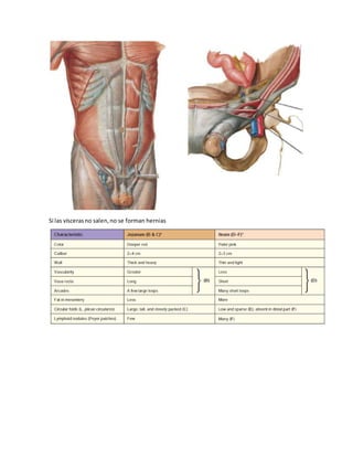 Si las vísceras no salen, no se forman hernias 
 