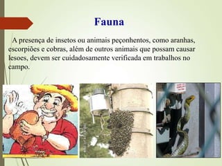 A presença de insetos ou animais peçonhentos, como aranhas,
escorpiões e cobras, além de outros animais que possam causar
lesoes, devem ser cuidadosamente verificada em trabalhos no
campo.
Fauna
 