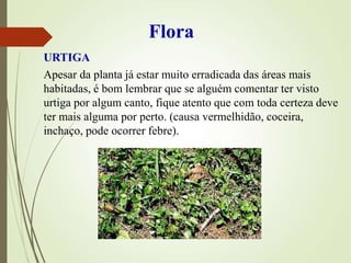 Apesar da planta já estar muito erradicada das áreas mais
habitadas, é bom lembrar que se alguém comentar ter visto
urtiga por algum canto, fique atento que com toda certeza deve
ter mais alguma por perto. (causa vermelhidão, coceira,
inchaço, pode ocorrer febre).
Flora
URTIGA
 