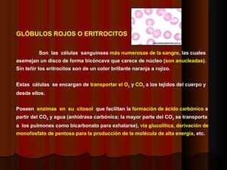 GLÓBULOS ROJOS O ERITROCITOS
Son las células sanguíneas más numerosas de la sangre, las cuales
asemejan un disco de forma bicóncava que carece de núcleo (son anucleadas).
Sin teñir los eritrocitos son de un color brillante naranja a rojizo.
Estas células se encargan de transportar el O2 y CO2 a los tejidos del cuerpo y
desde ellos.
Poseen enzimas en su citosol que facilitan la formación de ácido carbónico a
partir del CO2 y agua (anhidrasa carbónica; la mayor parte del CO2 se transporta
a los pulmones como bicarbonato para exhalarse), vía glucolítica, derivación de
monofosfato de pentosa para la producción de la molécula de alta energía, etc.
 
