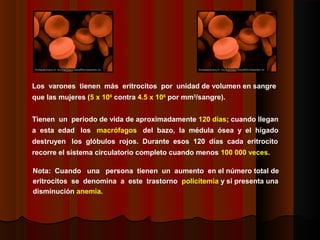 Los varones tienen más eritrocitos por unidad de volumen en sangre
que las mujeres (5 x 106
contra 4.5 x 106
por mm3
/sangre).
Tienen un periodo de vida de aproximadamente 120 días; cuando llegan
a esta edad los macrófagos del bazo, la médula ósea y el hígado
destruyen los glóbulos rojos. Durante esos 120 días cada eritrocito
recorre el sistema circulatorio completo cuando menos 100 000 veces.
Nota: Cuando una persona tienen un aumento en el número total de
eritrocitos se denomina a este trastorno policitemia y si presenta una
disminución anemia.
 