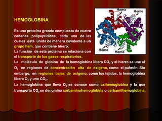 HEMOGLOBINA
Es una proteína grande compuesta de cuatro
cadenas polipeptídicas, cada una de las
cuales está unida de manera covalente a un
grupo hem, que contiene hierro.
La función de esta proteína se relaciona con
el transporte de los gases respiratorios.
La molécula de globina de la hemoglobina libera CO2 y el hierro se une al
O2 en regiones de concentración alta de oxígeno, como el pulmón. Sin
embargo, en regiones bajas de oxígeno, como los tejidos, la hemoglobina
libera O2 y une CO2 .
La hemoglobina que lleva O2 se conoce como oxihemoglobina y la que
transporta CO2 se denomina carbaminohemoglobina o carbamilhemoglobina.
 