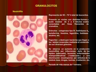 Neutrófilo
Representa del 50 – 70 % total de leucocitos.
Presenta un núcleo con distintas formas y
suele mostrar de 3 a 5 lóbulos ovales
conectados por finos filamentos de
cromatina.
Gránulos: colagenasa tipo IV, fosfolipasa A2,
lactoferrina, lisozima, fagocitina, fosfatasa
alcalina, etc.
Fagocitan y destruyen bacterias que llegan a
los tejidos corporales mediante el contenido
de sus diversos gránulos.
Se observa un aumento en la producción
(neutrofilia) por infecciones, daño de los
tejidos (adecuado), leucemia, enfermedades
mieloproliferativas ( inadecuado ) y una
disminución (neutropenia) por defectos de la
médula ósea, drogas, toxinas, irradiación, etc.
Periodo de vida menos de 1 semana.
GRANULOCITOS
 