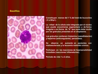 Basófilos
Constituyen menos del 1 % del total de leucocitos
( 0 a 80/µl ).
La mitad de la célula esta integrada por el núcleo
que puede encontrarse segmentado y de forma
irregular o en forma de “S” que suele estar oculto
por los gránulos presentes en el citoplasma.
Los gránulos contienen histamina (vasodilatación)
y heparina (anticoagulante), peroxidasa.
Se observa un aumento en pacientes con
mieloesclerosis y la leucemia mieloide crónica.
Participan en las reacciones de hipersensibilidad
Inmediata (reacciones inflamatorias).
Periodo de vida 1 a 2 años.
 
