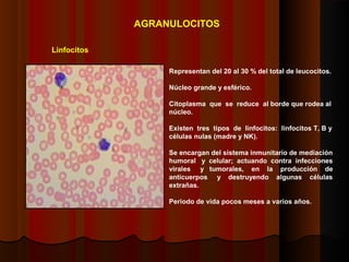 AGRANULOCITOS
Linfocitos
Representan del 20 al 30 % del total de leucocitos.
Núcleo grande y esférico.
Citoplasma que se reduce al borde que rodea al
núcleo.
Existen tres tipos de linfocitos: linfocitos T, B y
células nulas (madre y NK).
Se encargan del sistema inmunitario de mediación
humoral y celular; actuando contra infecciones
virales y tumorales, en la producción de
anticuerpos y destruyendo algunas células
extrañas.
Periodo de vida pocos meses a varios años.
 