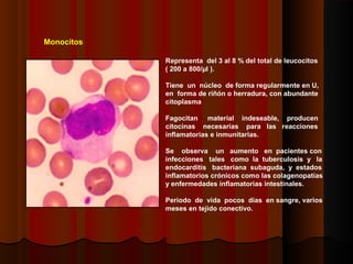 Monocitos
Representa del 3 al 8 % del total de leucocitos
( 200 a 800/µl ).
Tiene un núcleo de forma regularmente en U,
en forma de riñón o herradura, con abundante
citoplasma
Fagocitan material indeseable, producen
citocinas necesarias para las reacciones
inflamatorias e inmunitarias.
Se observa un aumento en pacientes con
infecciones tales como la tuberculosis y la
endocarditis bacteriana subaguda, y estados
inflamatorios crónicos como las colagenopatías
y enfermedades inflamatorias intestinales.
Periodo de vida pocos días en sangre, varios
meses en tejido conectivo.
 