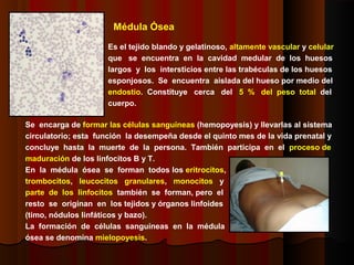 Médula Ósea
Es el tejido blando y gelatinoso, altamente vascular y celular
que se encuentra en la cavidad medular de los huesos
largos y los intersticios entre las trabéculas de los huesos
esponjosos. Se encuentra aislada del hueso por medio del
endostio. Constituye cerca del 5 % del peso total del
cuerpo.
Se encarga de formar las células sanguíneas (hemopoyesis) y llevarlas al sistema
circulatorio; esta función la desempeña desde el quinto mes de la vida prenatal y
concluye hasta la muerte de la persona. También participa en el proceso de
maduración de los linfocitos B y T.
En la médula ósea se forman todos los eritrocitos,
trombocitos, leucocitos granulares, monocitos y
parte de los linfocitos también se forman, pero el
resto se originan en los tejidos y órganos linfoides
(timo, nódulos linfáticos y bazo).
La formación de células sanguíneas en la médula
ósea se denomina mielopoyesis.
 