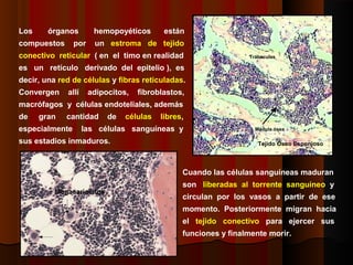 Trábeculas
Médula ósea
Tejido Óseo Esponjoso
Los órganos hemopoyéticos están
compuestos por un estroma de tejido
conectivo reticular ( en el timo en realidad
es un retículo derivado del epitelio ), es
decir, una red de células y fibras reticuladas.
Convergen allí adipocitos, fibroblastos,
macrófagos y células endoteliales, además
de gran cantidad de células libres,
especialmente las células sanguíneas y
sus estadios inmaduros.
Megacariocitos
Cuando las células sanguíneas maduran
son liberadas al torrente sanguíneo y
circulan por los vasos a partir de ese
momento. Posteriormente migran hacia
el tejido conectivo para ejercer sus
funciones y finalmente morir.
 