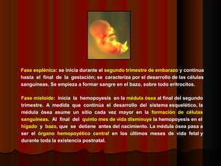 Fase esplénica: se inicia durante el segundo trimestre de embarazo y continua
hasta el final de la gestación; se caracteriza por el desarrollo de las células
sanguíneas. Se empieza a formar sangre en el bazo, sobre todo eritrocitos.
Fase mieloide: inicia la hemopoyesis en la médula ósea al final del segundo
trimestre. A medida que continúa el desarrollo del sistema esquelético, la
médula ósea asume un sitio cada vez mayor en la formación de células
sanguíneas. Al final del quinto mes de vida disminuye la hemopoyesis en el
hígado y bazo, que se detiene antes del nacimiento. La médula ósea pasa a
ser el órgano hemopoyético central en los últimos meses de vida fetal y
durante toda la existencia postnatal.
 