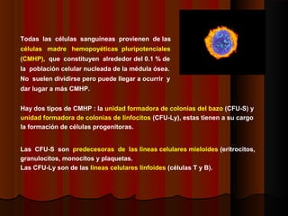 Todas las células sanguíneas provienen de las
células madre hemopoyéticas pluripotenciales
(CMHP), que constituyen alrededor del 0.1 % de
la población celular nucleada de la médula ósea.
No suelen dividirse pero puede llegar a ocurrir y
dar lugar a más CMHP.
Hay dos tipos de CMHP : la unidad formadora de colonias del bazo (CFU-S) y
unidad formadora de colonias de linfocitos (CFU-Ly), estas tienen a su cargo
la formación de células progenitoras.
Las CFU-S son predecesoras de las líneas celulares mieloides (eritrocitos,
granulocitos, monocitos y plaquetas.
Las CFU-Ly son de las líneas celulares linfoides (células T y B).
 