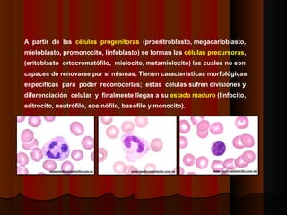 A partir de las células progenitoras (proeritroblasto, megacarioblasto,
mieloblasto, promonocito, linfoblasto) se forman las células precursoras,
(eritoblasto ortocromatófilo, mielocito, metamielocito) las cuales no son
capaces de renovarse por sí mismas. Tienen características morfológicas
específicas para poder reconocerlas; estas células sufren divisiones y
diferenciación celular y finalmente llegan a su estado maduro (linfocito,
eritrocito, neutrófilo, eosinófilo, basófilo y monocito).
 
