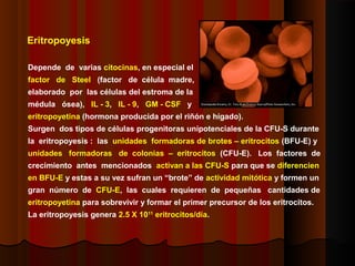 Eritropoyesis
Depende de varias citocinas, en especial el
factor de Steel (factor de célula madre,
elaborado por las células del estroma de la
médula ósea), IL - 3, IL - 9, GM - CSF y
eritropoyetina (hormona producida por el riñón e hígado).
Surgen dos tipos de células progenitoras unipotenciales de la CFU-S durante
la eritropoyesis : las unidades formadoras de brotes – eritrocitos (BFU-E) y
unidades formadoras de colonias – eritrocitos (CFU-E). Los factores de
crecimiento antes mencionados activan a las CFU-S para que se diferencien
en BFU-E y estas a su vez sufran un “brote” de actividad mitótica y formen un
gran número de CFU-E, las cuales requieren de pequeñas cantidades de
eritropoyetina para sobrevivir y formar el primer precursor de los eritrocitos.
La eritropoyesis genera 2.5 X 1011
eritrocitos/día.
 