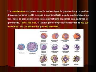 Los mieloblastos son precursores de los tres tipos de granulocitos y no pueden
diferenciarse entre sí. No se sabe si un mieloblasto aislado puede producir los
tres tipos de granulocitos o si existe un mioblasto específico para cada tipo de
granulocito. Todos los días, el adulto promedio produce alrededor de 800 000
neutrófilos, 170 000 eosinófilos y 60 000 basófilos.
 